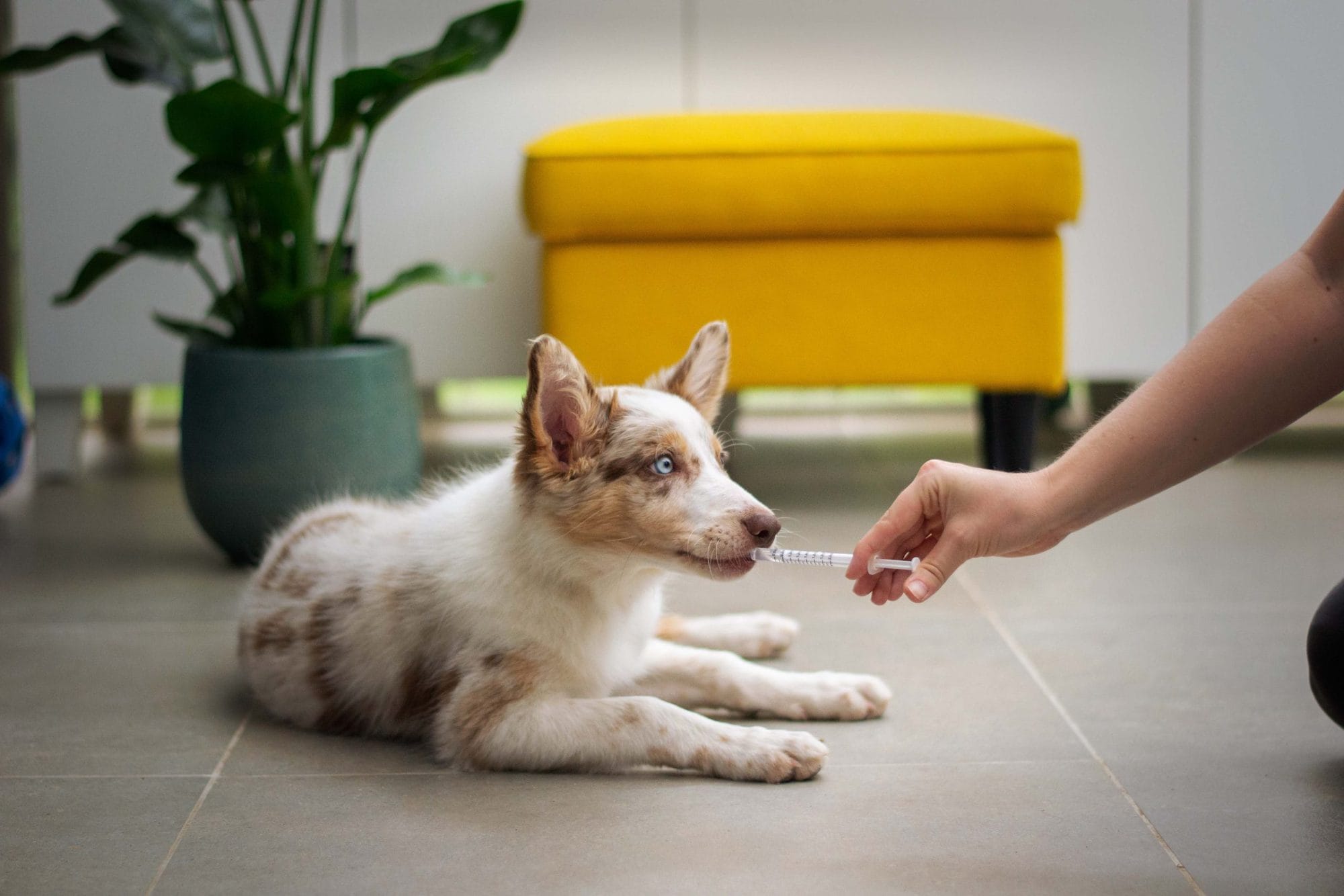 Dog receiving an oral shot