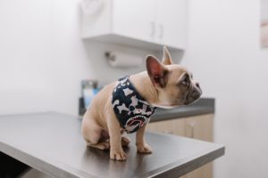 French Bulldog puppy at the vet