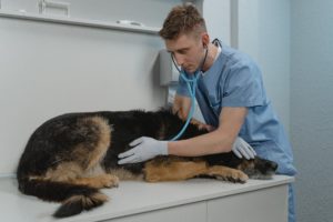 Vet with a large dog