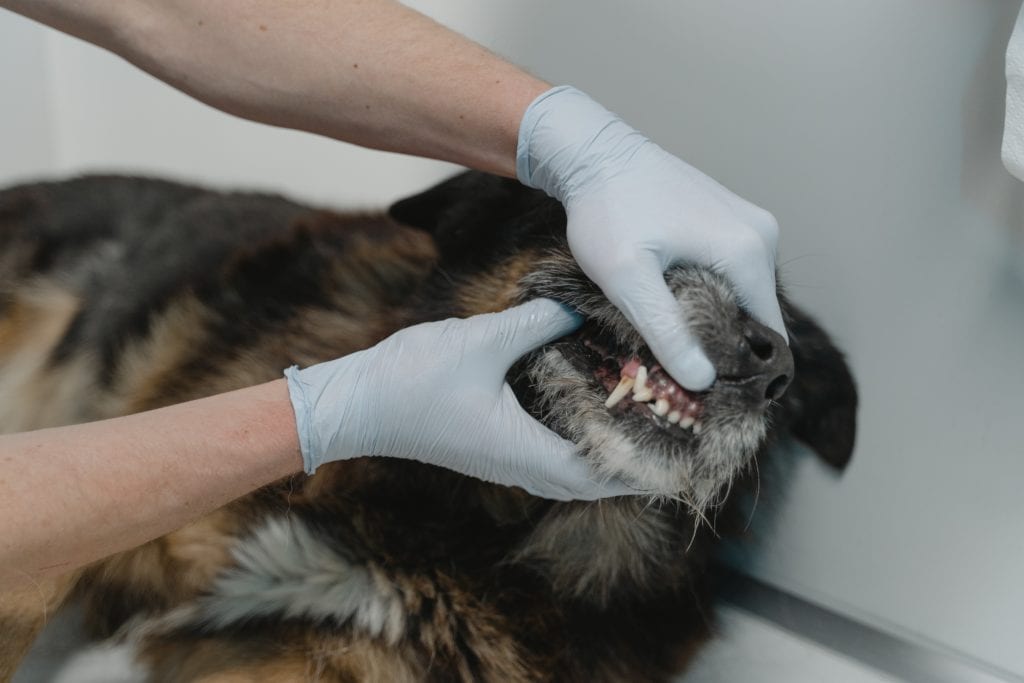 Dog at the vet